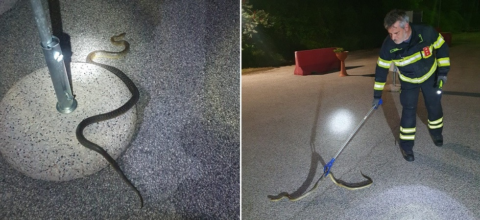 Il serpente si rifugia a bordo del camion cisterna: l’intervento dei vigili del fuoco per salvare il rettile